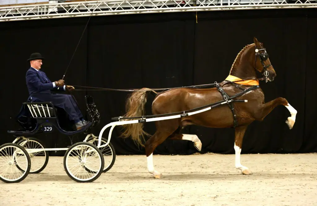 Olympus PSH prolongeert titel in Tribute Cup featured image