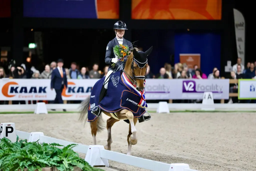 Ojee B ongeslagen winnaar Hengstencompetitie Gelders Paard featured image