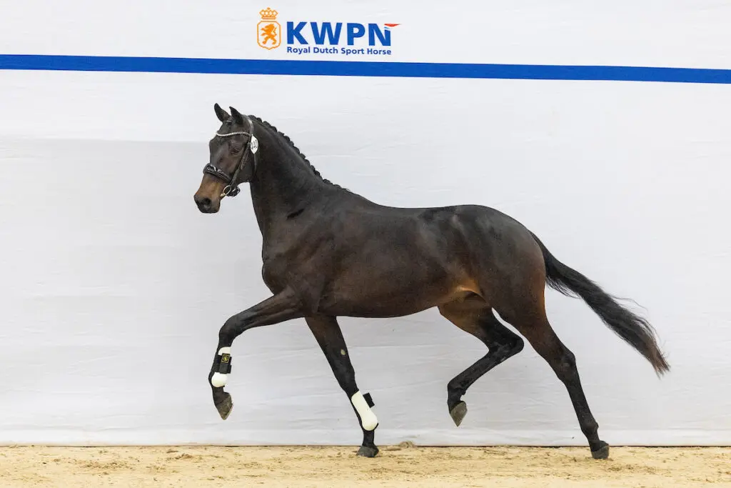 Laatste kans! Vanavond sluit de KWPN Online Stallion Auction featured image