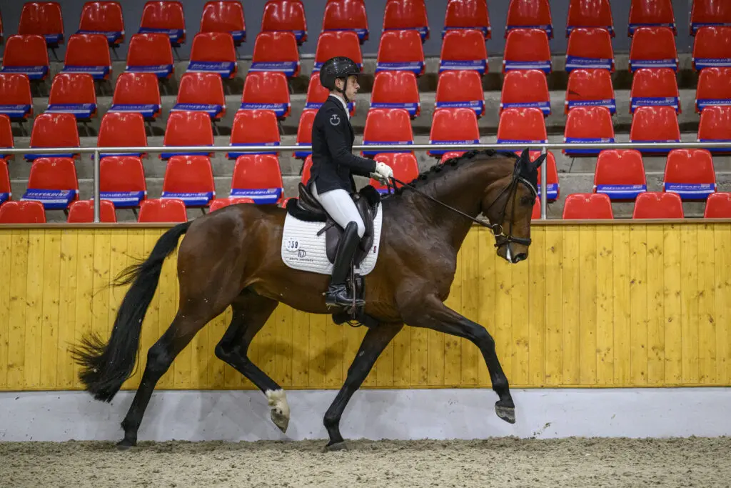 Valerian beste dressuurhengst in minitest Vechta, vier Nederlandse hengsten boven de acht featured image