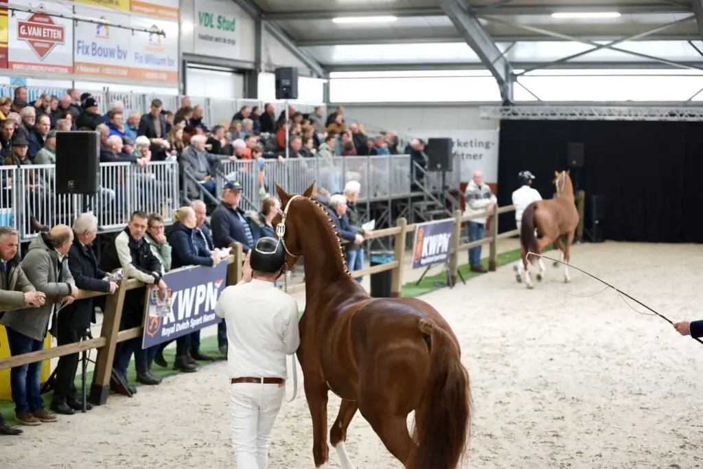 KWPN nakeuring: Eén tuigpaardhengst doorverwezen featured image