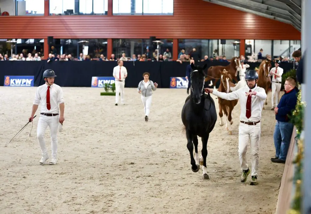 Eerste bezichtiging tuigpaard 2026: Elf hengsten door naar Den Bosch featured image