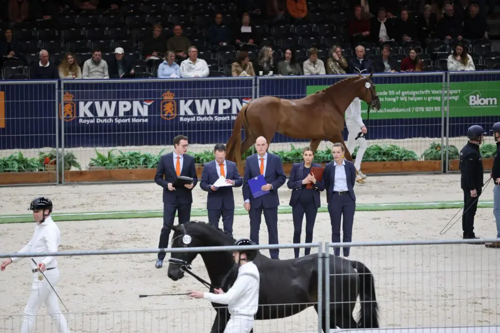 HK KWPN 2026: Slechts één hengst door uit groep 2 featured image