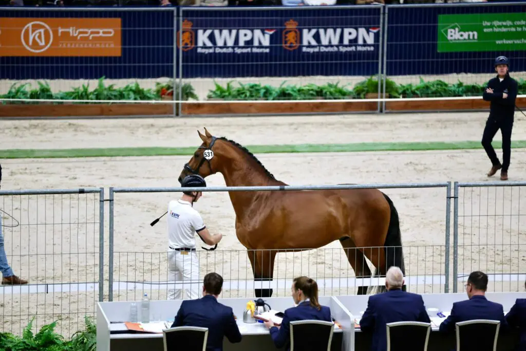 HK KWPN 2026: Twee Desperado’s en twee Vaderlands door in groep 3 featured image