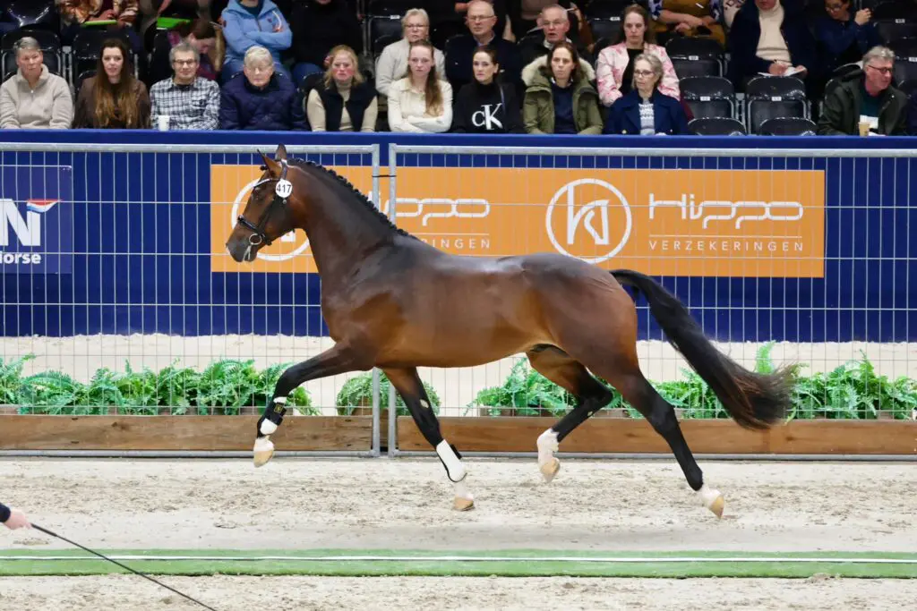 HK KWPN 2026: Premiekandidaat dient zich aan met Blue Hors Kingston-zoon van Mosterdijk featured image