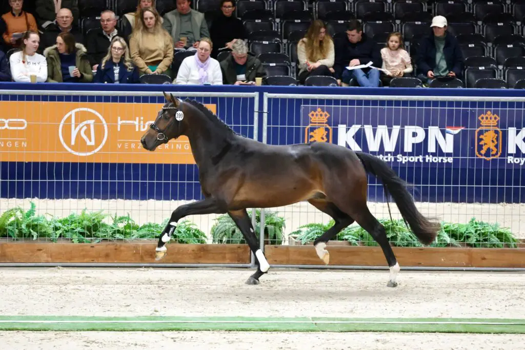 HK KWPN 2026: Toto jr.-kleinzoon van Weihegold dient zich aan voor premie featured image