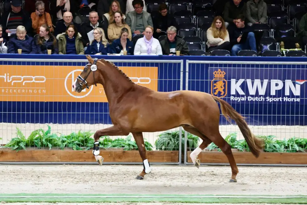 HK KWPN 2026: Topper van New Orleans en aanwijzingen voor de veiling in groep 11 featured image