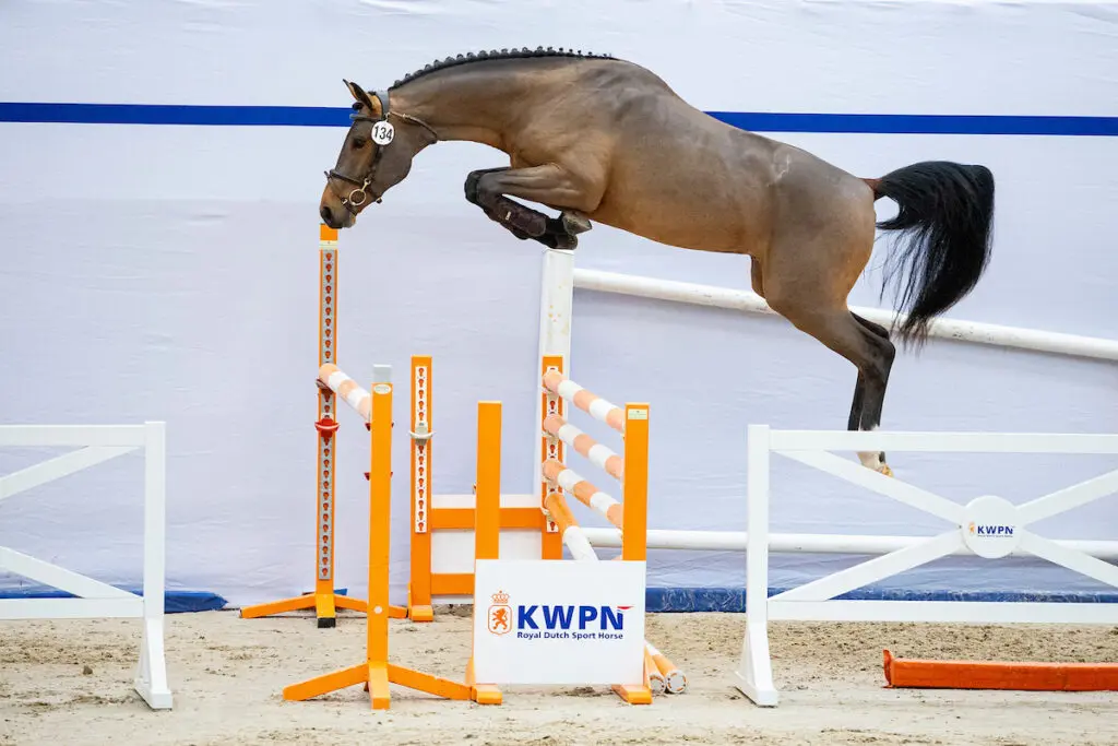 KWPN Select Sale: ‘De kwaliteit liegt er niet om’ featured image
