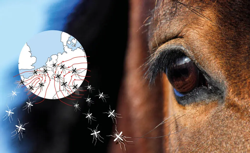 Paardenarts Myrthe Wessel: ‘Wees je bewust van Westnijlvirus’ featured image