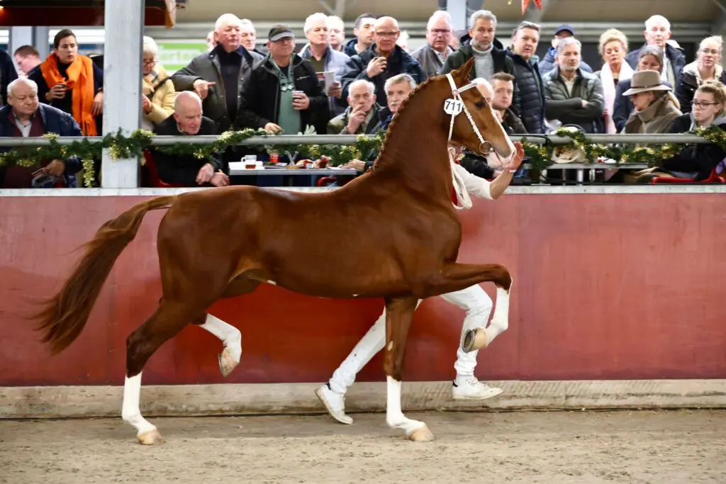 Elf tuigpaardhengsten doorverwezen naar Den Bosch featured image