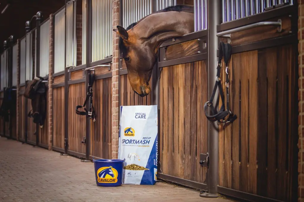 Cavalor Sportmash Recup, dé eiwitrijke mash voor na het rijden featured image
