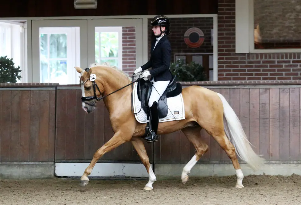 Zeven ponyhengsten ingeschreven bij NRPS, hoogste punten voor Libenti’s Milagro featured image