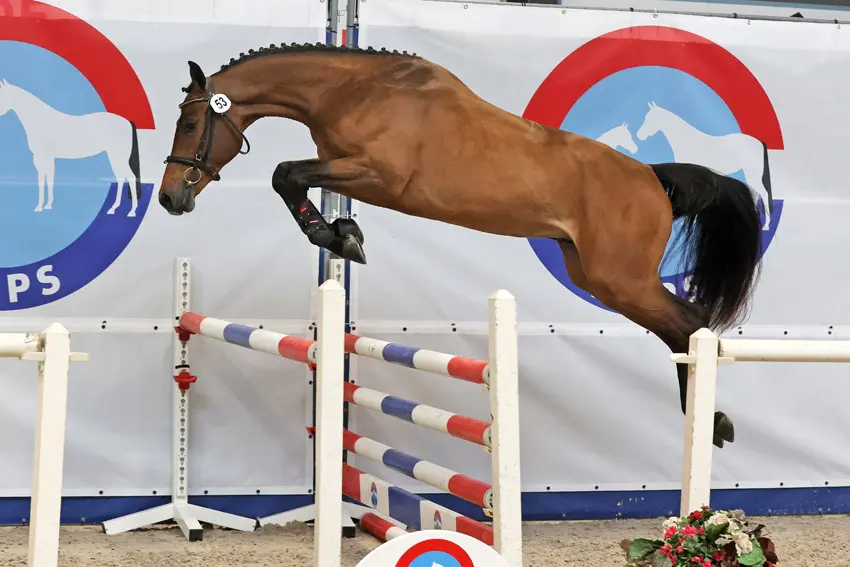 United Sensation van Bart Bles NRPS verrichtingstopper springen met 86 punten featured image