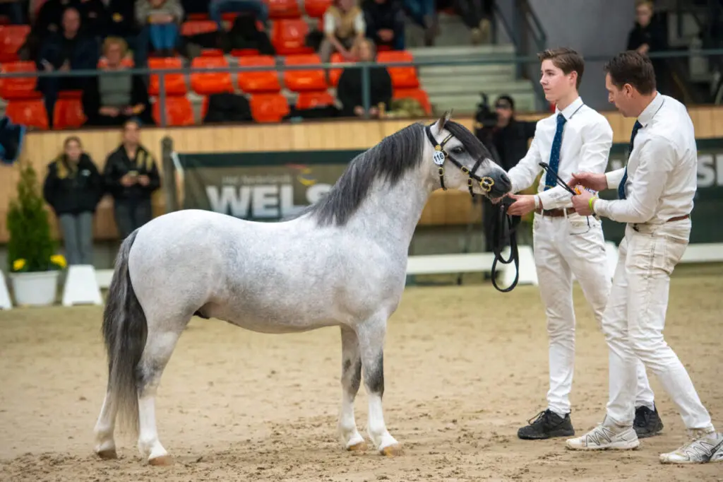 Centrale Hengstenkeuring van het Nederlands Welsh Pony en Cob Stamboek 2026 featured image