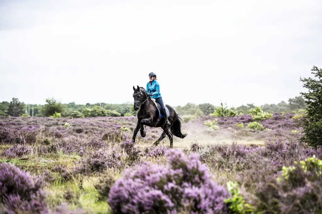 Voermeesters By Nature: precies dat wat nodig is featured image