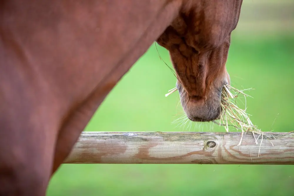Drie mannen veroordeeld voor diefstal Belgische paarden featured image