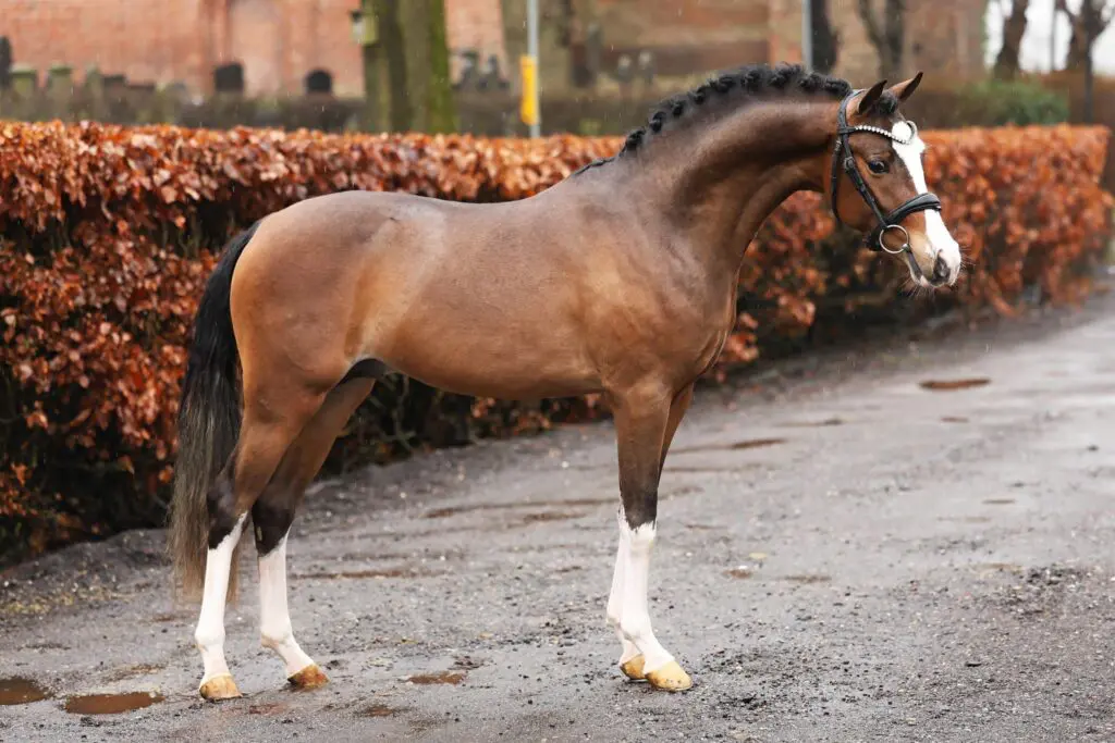 Twee Nederlandse Welsh rijponyhengsten goedgekeurd in Vechta featured image