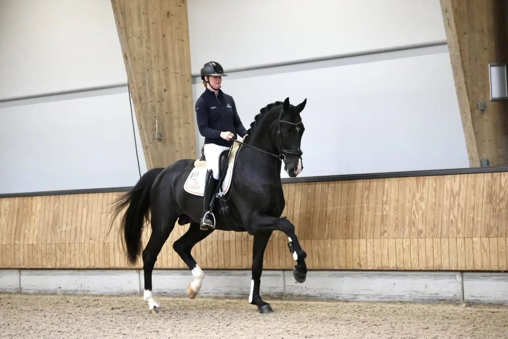 KWPN Voorjaarsonderzoek 2026: Sir Vegas ingeschreven featured image