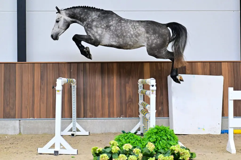 Zangersheide 365 Auctions: 81.000 euro voor door Greve gefokte Sweet Touch featured image