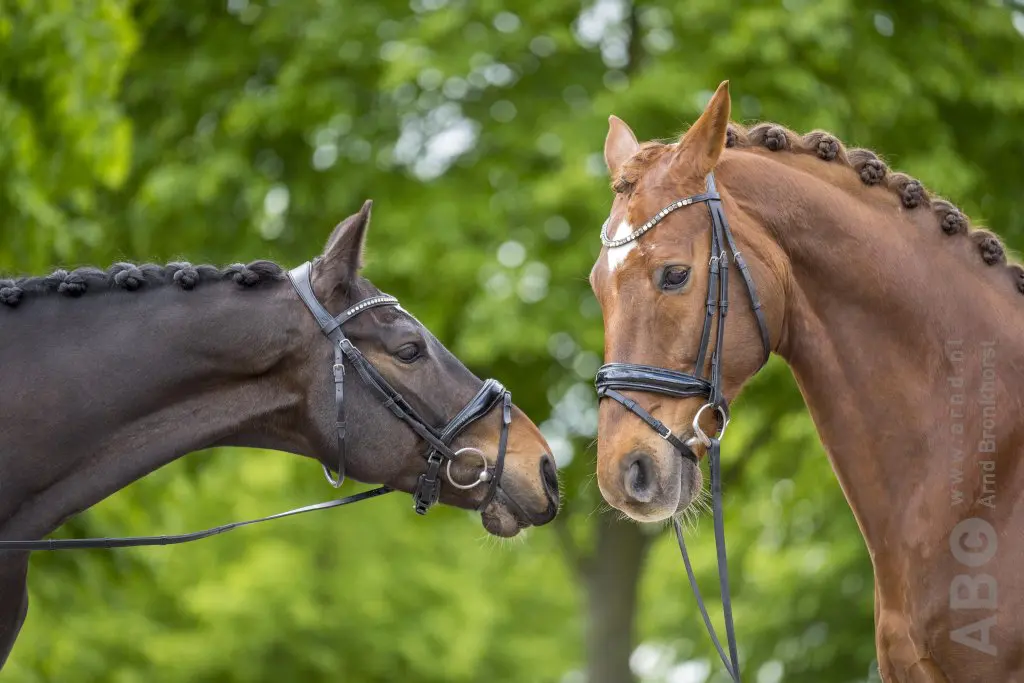 Horses Podcast: negatieve publiciteit en democratische controle featured image