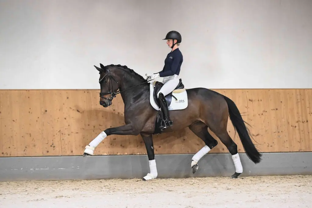 Dochter van V-Plus voor 400.000 euro verkocht in Ising Open Sales featured image