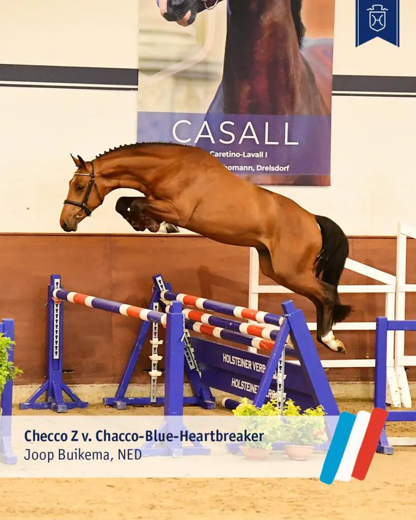 Nederlandse Checco Z goedgekeurd op Holsteiner Voorjaarskeuring in Elmshorn featured image