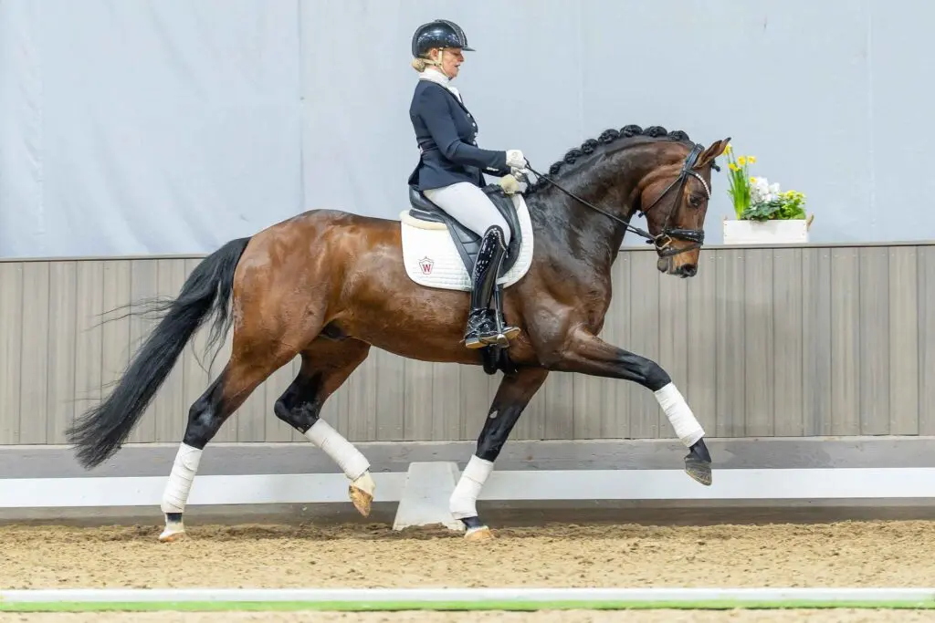 Bundeskampioen Bentheim NRW topper Westfaalse veiling: 209.000 euro featured image