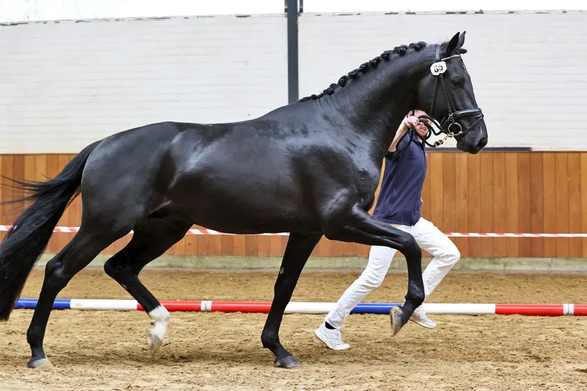 NRPS nakeuring levert nog drie hengsten goedkeuring op featured image