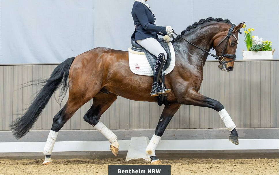 209.000 euro voor jonge paardenkampioen Bentheim in Westfaalse veiling featured image