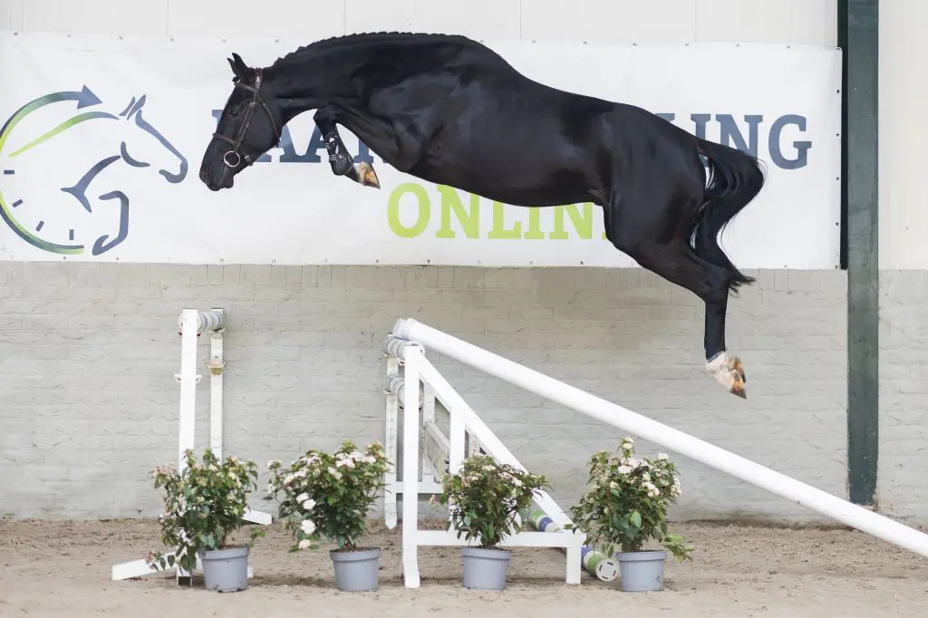 Paardenveilingonline presenteert: bewezen springgenetica voor elk budget featured image