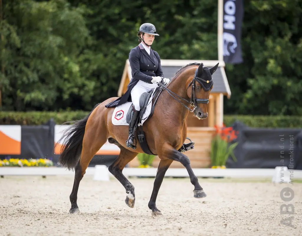 Minderhoud met Mister U.S. en Zweistra met Mr. Magnum op CDI Exloo featured image