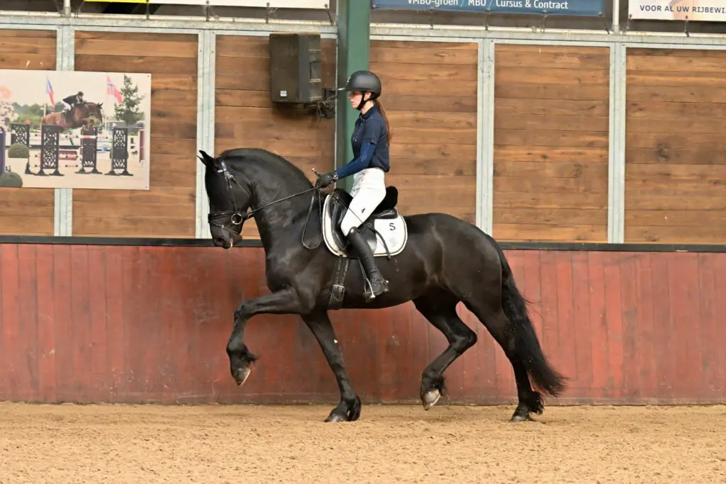 ABFP 2: Winner (Gosse 526) met 85,5 punten naar voorrijdagen featured image