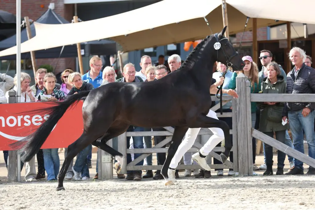 IBOP Berlicum: NMK-reservekampioene Sarai Verdoni naar 88 punten, 87 punten voor Dalma Dyna Ballante featured image