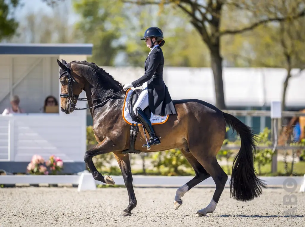 Van der Meer geeft jonge garde kans in FEI Nations Cup Lier: Van der Putten, Filion, Reef en Van Peperstraten in TeamNL featured image