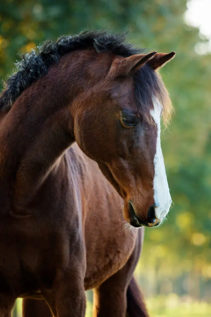 Van collegezaal naar paardenpensioen: oud-faculteitspaard Faldo geniet van haar oude dag featured image