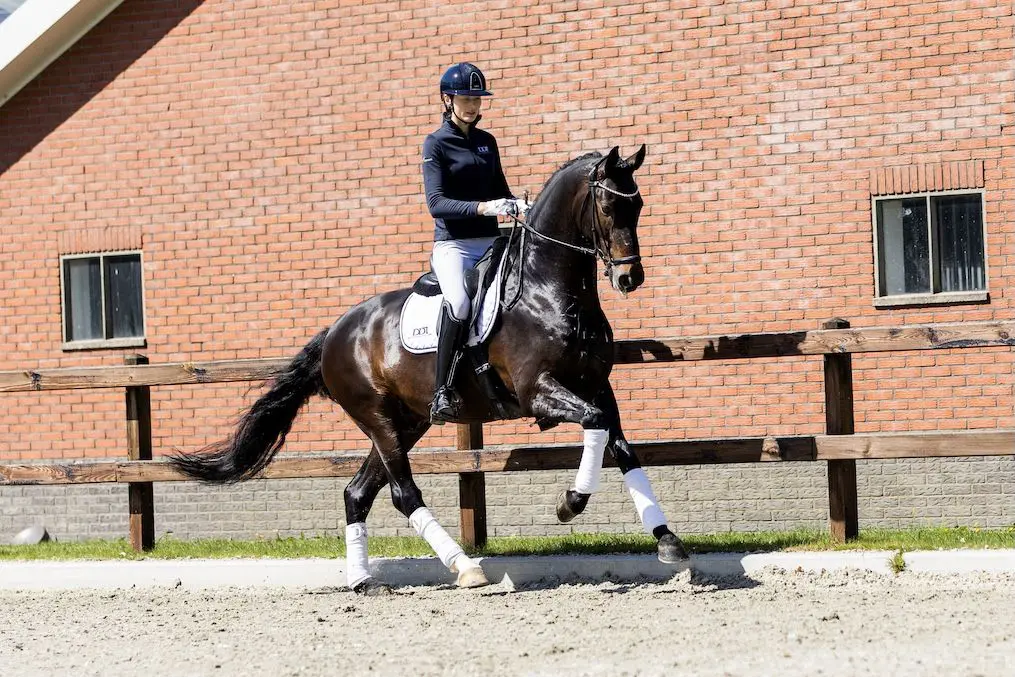 Dutch Dressage Traders: 42.000 euro voor Habanna x Fruhling featured image