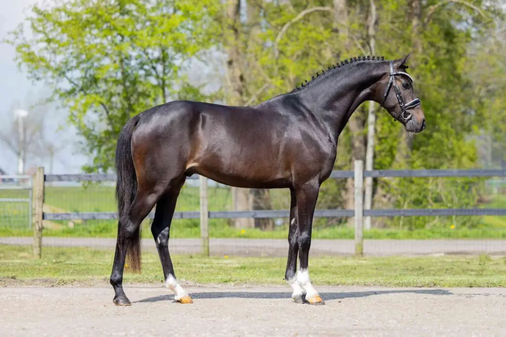 Elite Dressage Pony Sales veilt dit weekend een topcollectie dressuurpony’s featured image