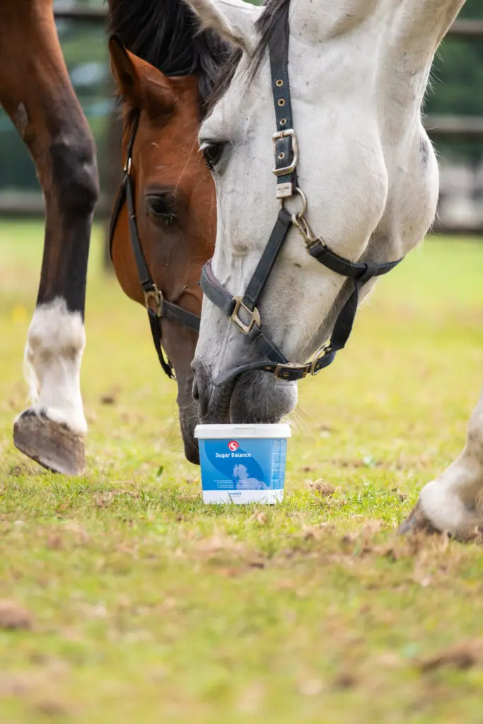 Suikerstofwisseling bij paarden: waarom balans zo belangrijk is featured image