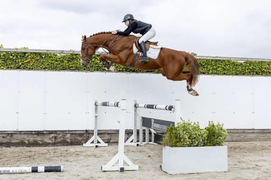 Youhorse.auction pakt uit met 95 paarden in juni-veiling featured image