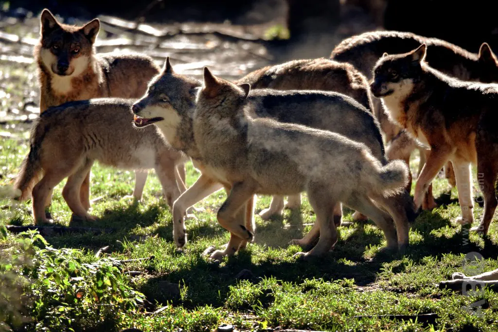 Twee Shetlandhengsten dood aangetroffen, BIJ12 onderzoekt wolvenaanval featured image