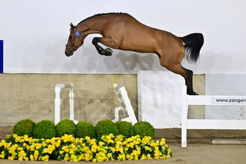 Zangersheide 365: Nederlander koopt veilingtopper Chacco-Blue x Canabiz Z featured image