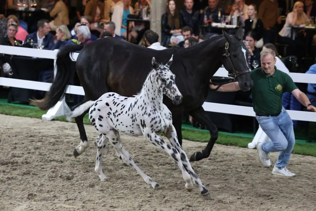 Appaloosa steelt show op Flanders Foal Auction met 386.000 euro featured image
