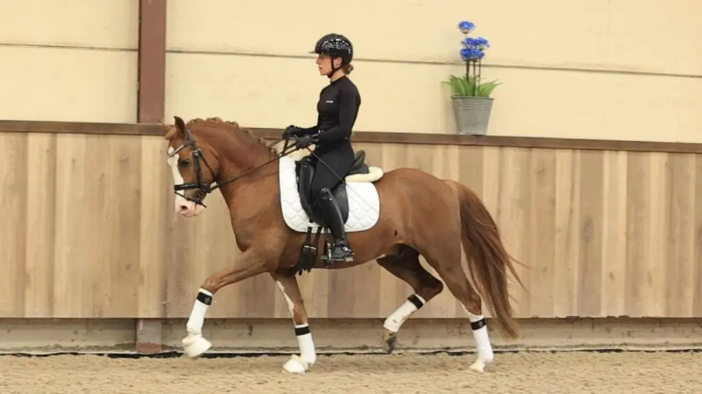 Van kampioenen tot kinderpony’s: SPARQ | Sport Pony Auction biedt voor iedere ruiter een passende pony featured image
