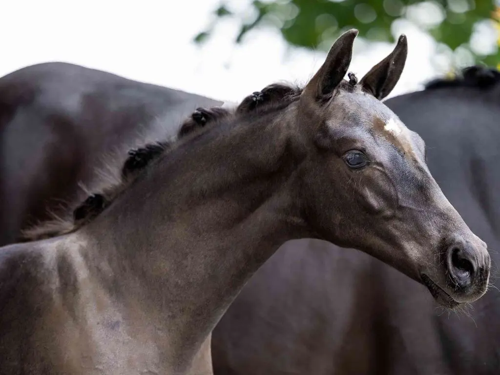 Vink Horses: 18.000 euro voor veulen van So You Can Dance featured image