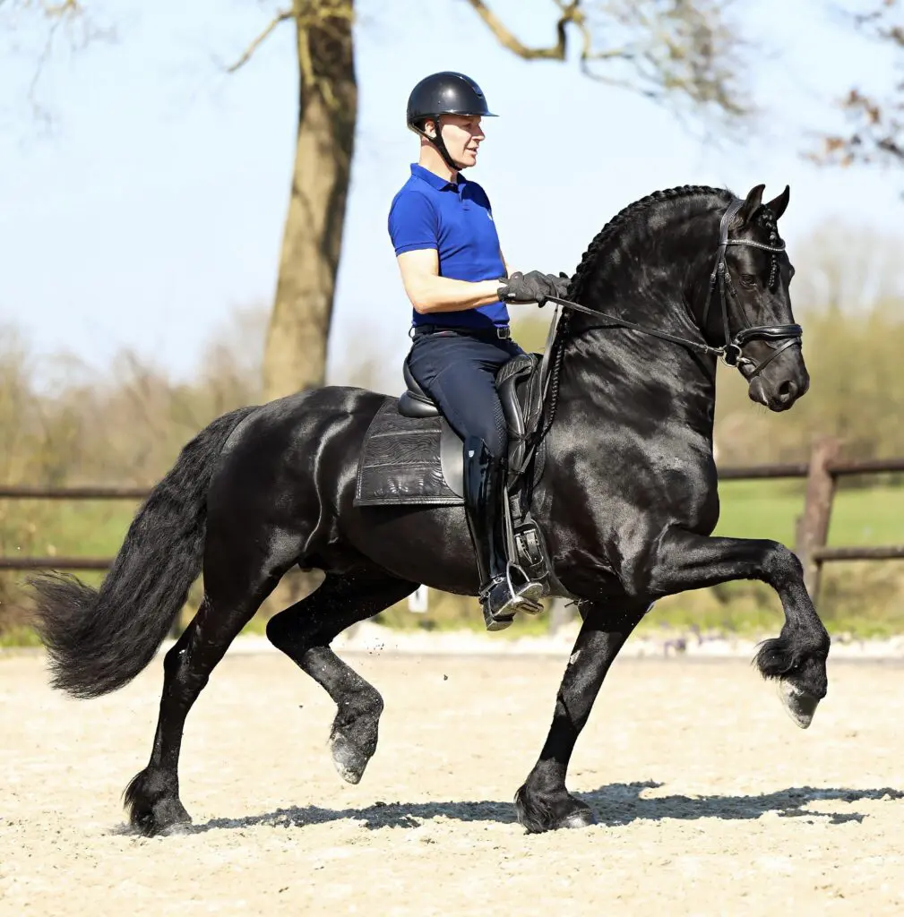 Bennie van Es en Jedokus Hof naar bijna 72% in Prix St. Georges-debuut featured image