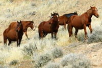 Weldoener zoekt 400.000 ha voor wilde paarden featured image