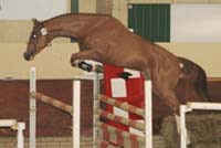Tangelo-zoon steelt show op 1e bezichtiging featured image