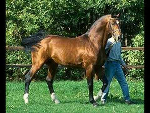 Stephex Stables koopt Atlantys by Wisbecq featured image
