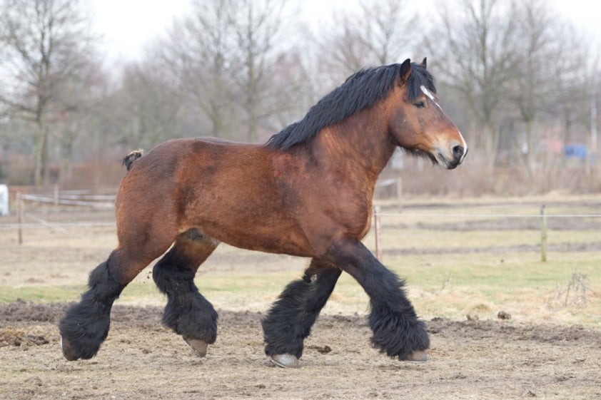 pakket Dekking Bladeren verzamelen Belgisch trekpaard - Horses