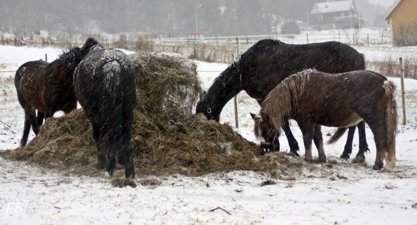 Man vrijgesproken van verwaarlozing paarden featured image